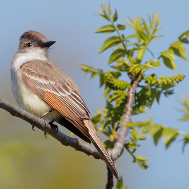 A photo of an Ash-throated Flycatcher perched on a branch.
