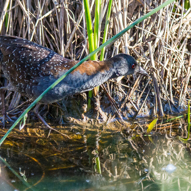 An elusive California Black Rail sneaking through a grassy marsh.