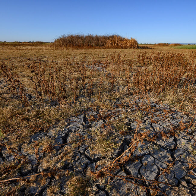 Photo of dry seasonal wetland at the Yolo Bypass Wildlife Area with swamp timothy and cocklebur.