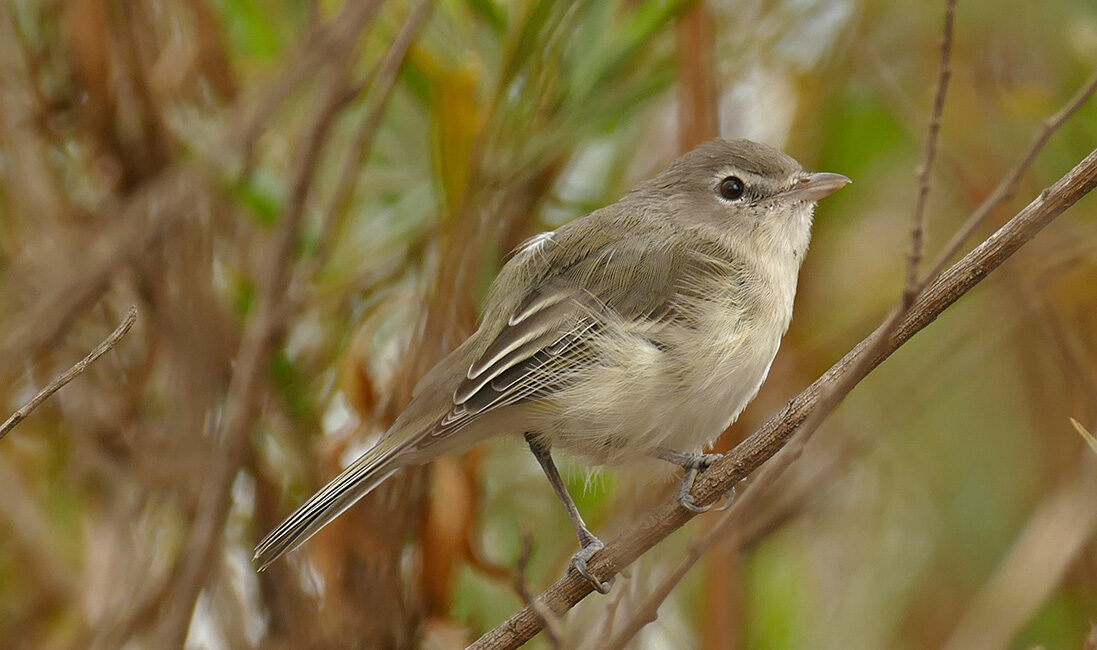 A male Least Bell's Vireo on a twig
