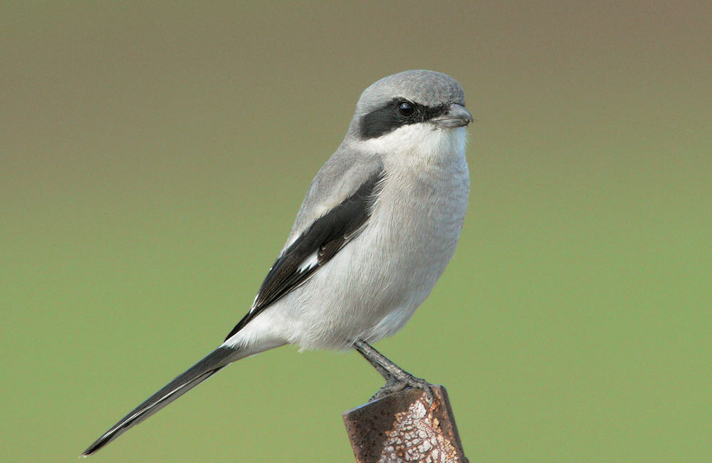 A photo of a Logger-head Shrike on a fence post.