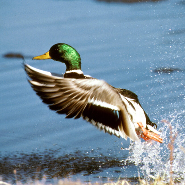 A brilliant drake Mallard taking a splashy leap from the water's edge.
