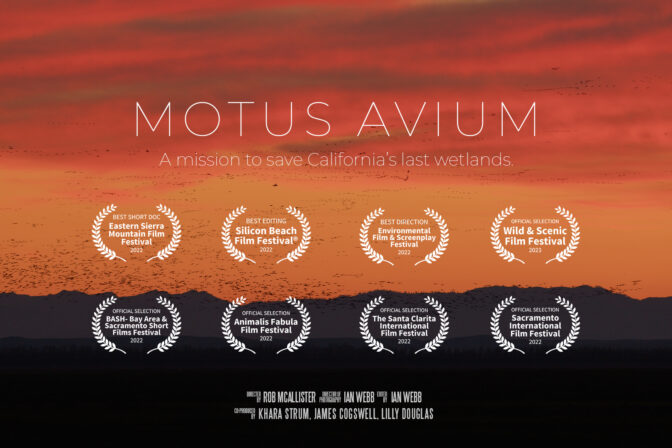 MOTUS AVIUM: A mission to save California’s last wetlands.