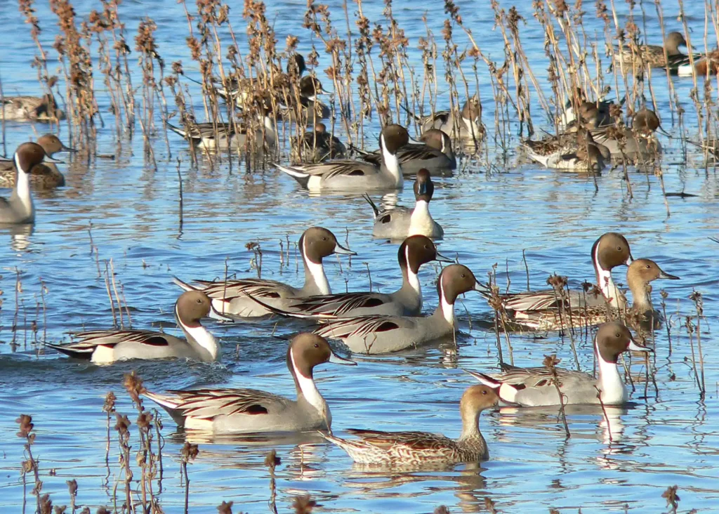 California Rice Supports Multiple Wildlife Species – Including Priority Bird Populations
