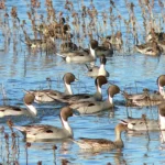 California Rice Supports Multiple Wildlife Species – Including Priority Bird Populations