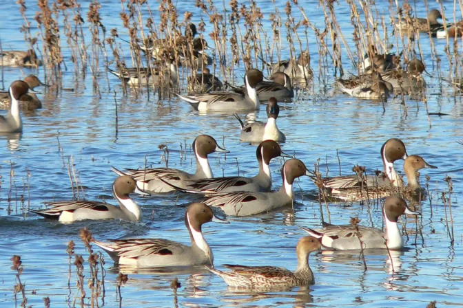 California Rice Supports Multiple Wildlife Species – Including Priority Bird Populations