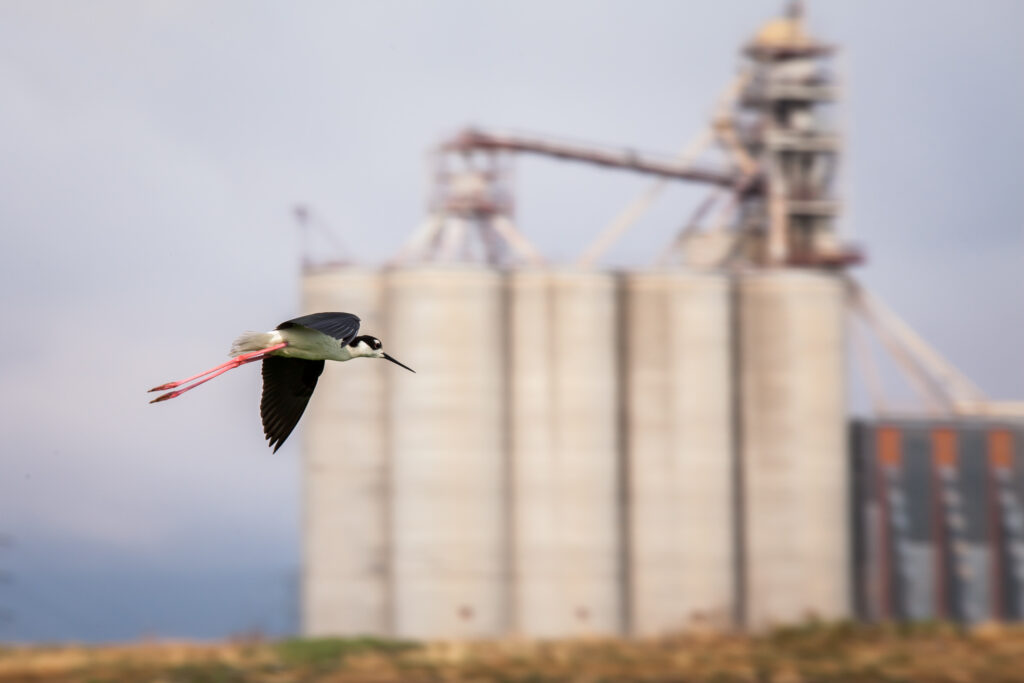 A black-necked stilt shorebird flying in front of rice gran silos