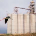 A black-necked stilt shorebird flying in front of rice gran silos