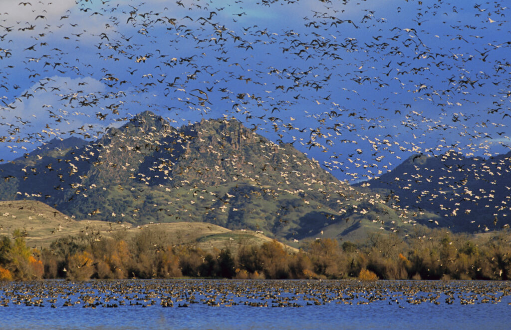 A wetland area with tons of waterfowl on the water and flying around