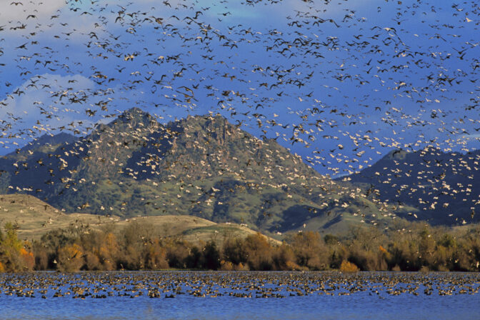 Central Valley Wildlife Refuges: Essential Partners in Bird Habitat Conservation