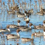 California Rice Supports Multiple Wildlife Species – Including Priority Bird Populations