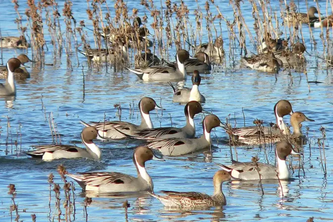 Delta Rice Benefits Farmers, Wildlife, Communities and Climate