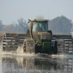 Rice straw in a flooded field being managed by rolling by a big farm tractor