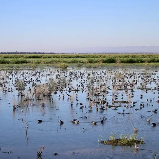 Flooded farm field provides shorebird habitat at Davis Ranches. John Brennan, Davis Ranches