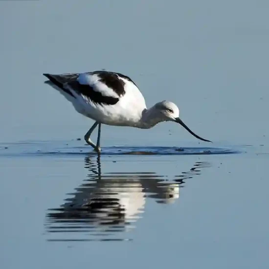 American avocet. Brianna Magner, The Nature Conservancy