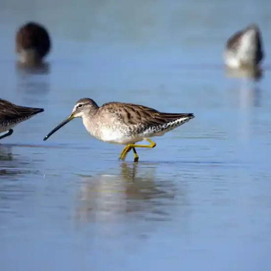 Long-billed dowitcher. Brianna Magner, The Nature Conservancy