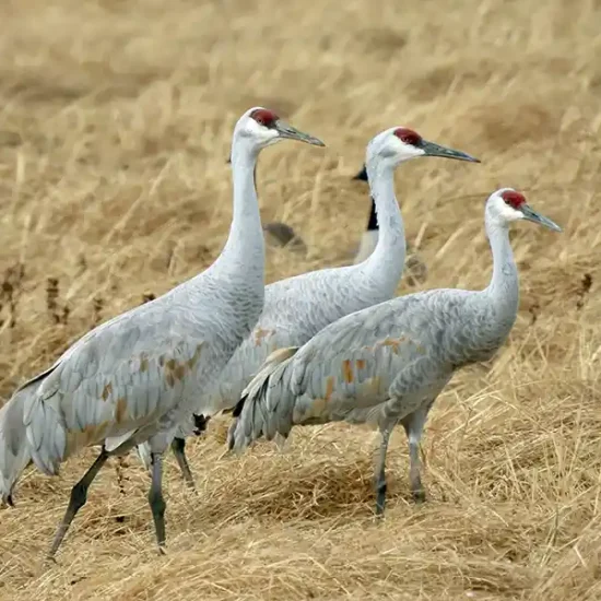 Sandhill crane. Jason Talbott, The Nature Conservancy