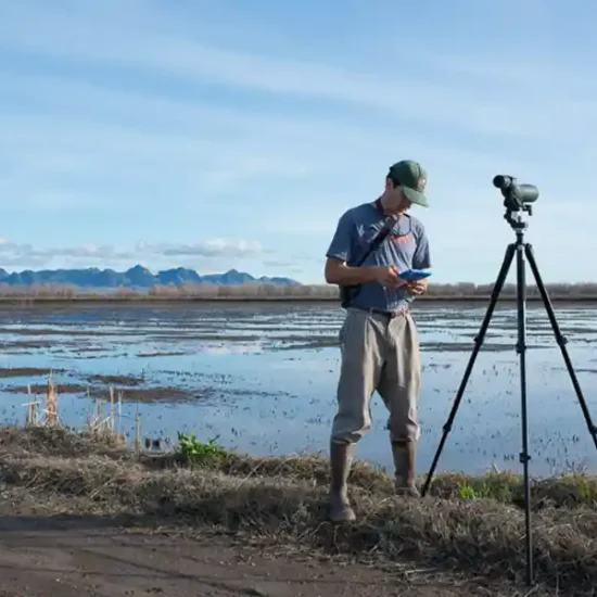 Surveying shorebirds at a BirdReturns partner wetland. Greg Golet, The Nature Conservancy
