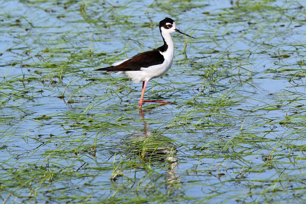 Black-necked stilt shorebird wading in flooded rice field