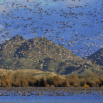 Waterfowl on a large lake and filling the air, with mountains in the background