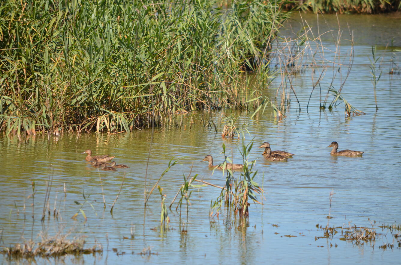 USGS Study Shows Wetland Proximity Affects Duckling Survival
