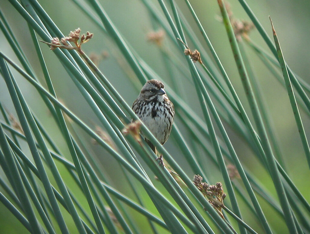 Song sparrow perched on marsh grasses
