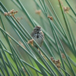Song sparrow perched on marsh grasses