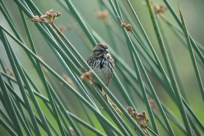 New StoryMap Explores Habitat Restoration and Flood Protection in the Yolo Bypass