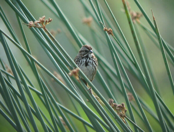 New StoryMap Explores Habitat Restoration and Flood Protection in the Yolo Bypass