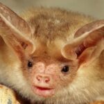 CLose-up of a bat's face, ears, and head