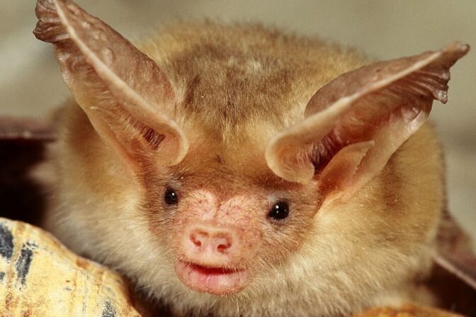 Studying Bats in the Central Valley