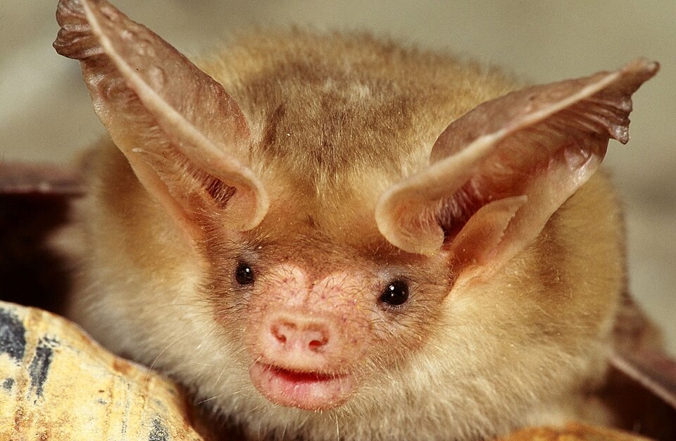 CLose-up of a bat's face, ears, and head