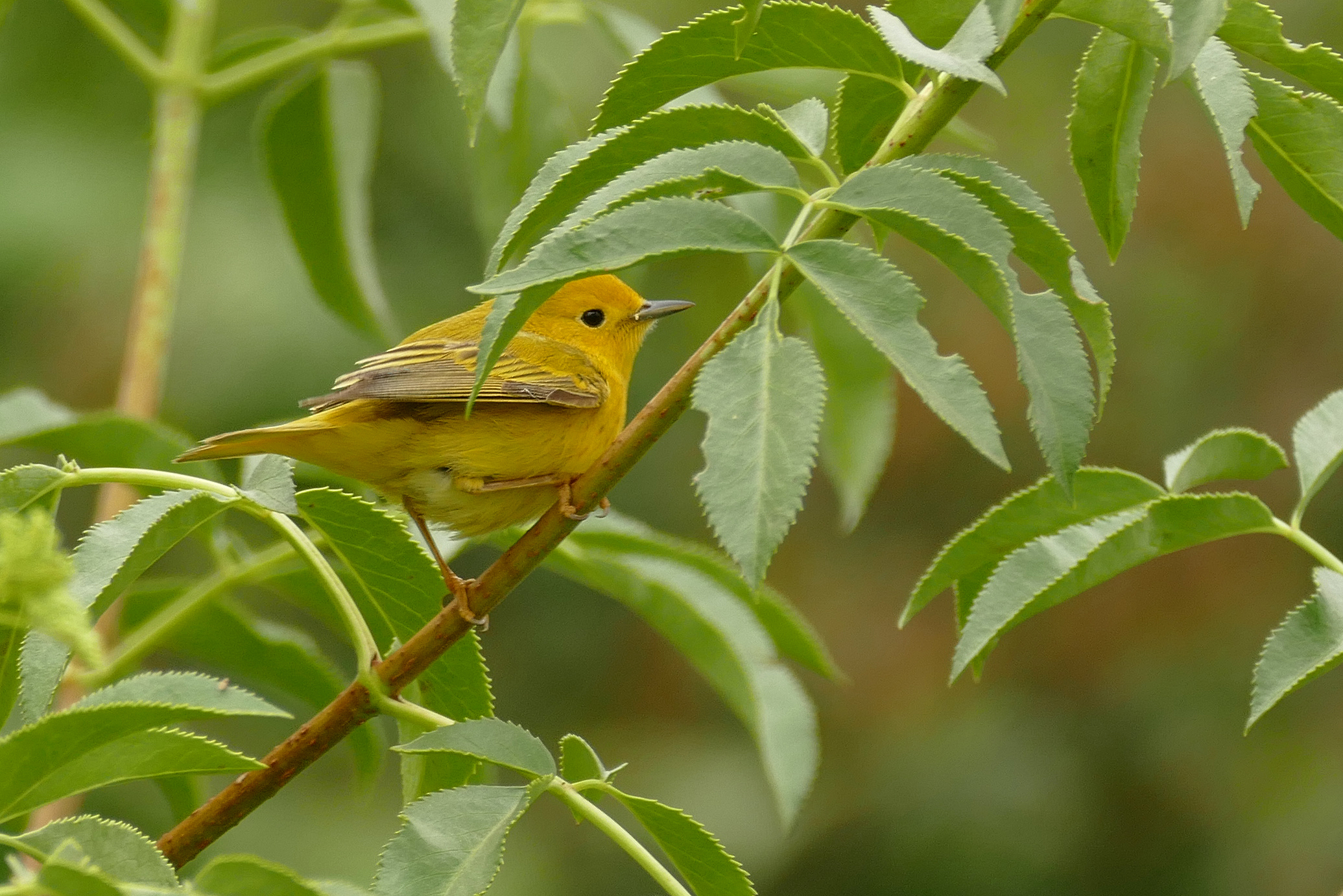yellow warbler on a leafy branch