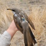 large brown songbird with a radio tag on its back, with a person's hand holding the bird