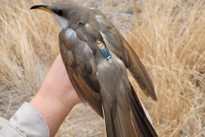 Motus Wildlife Tracking Is Revealing Bird Movements Across the Central Valley
