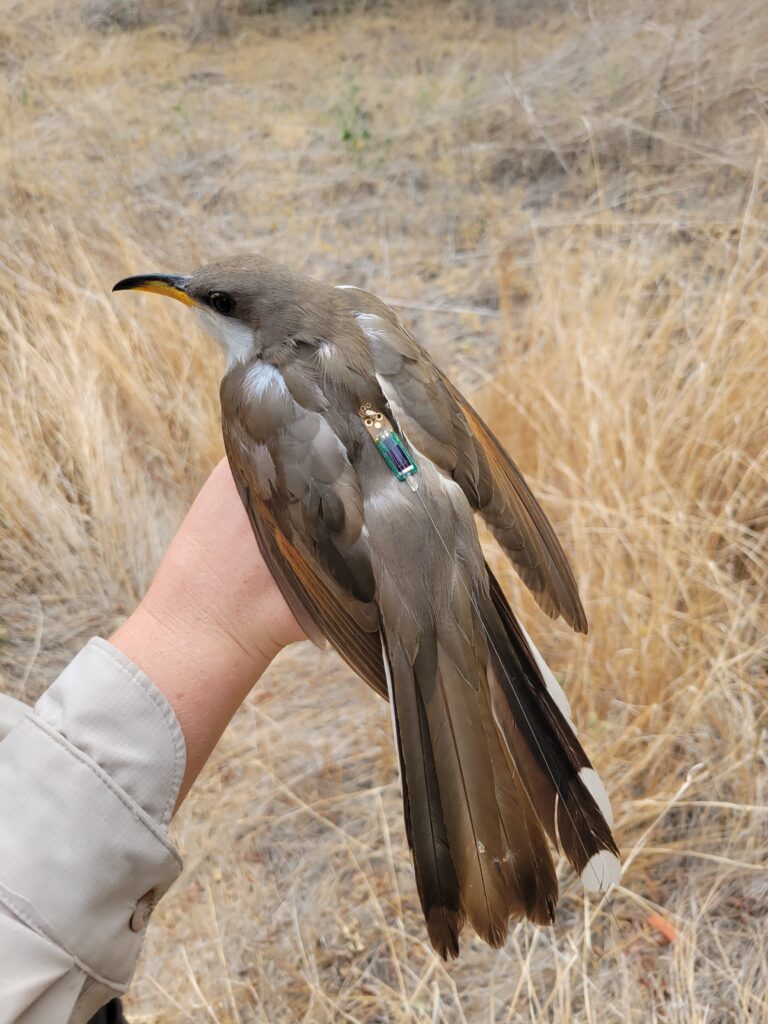 large brown songbird with a radio tag on its back, with a person's hand holding the bird
