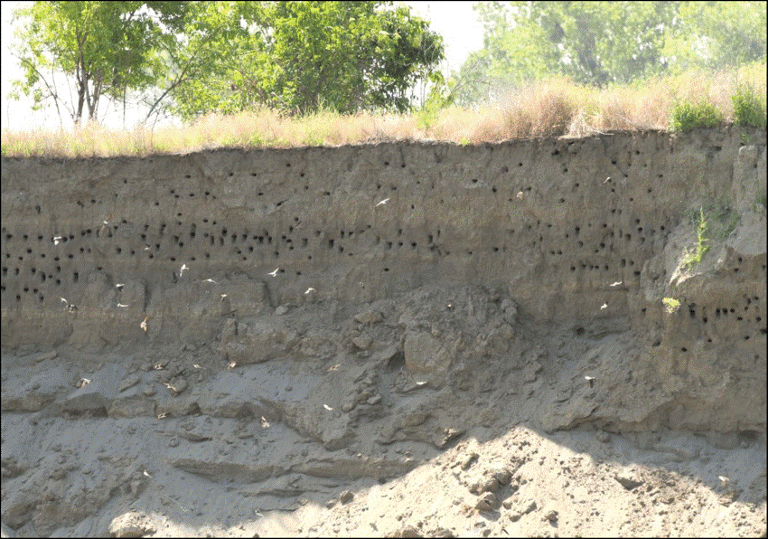 Riverbank with hundreds of bank swallow nest cavities