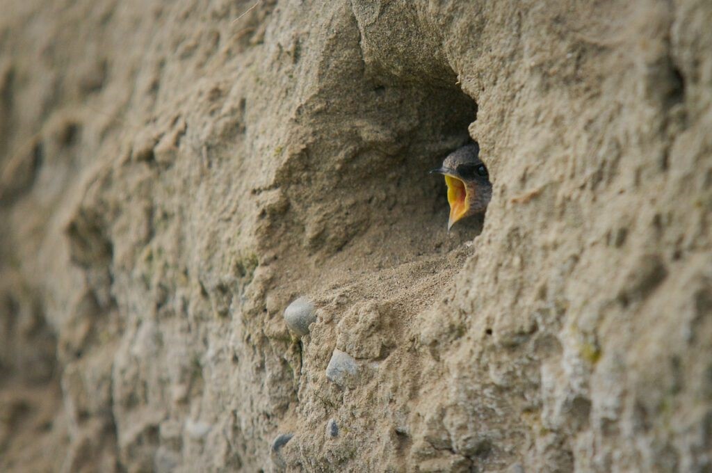 Bank swallow peaking out from nest cavity