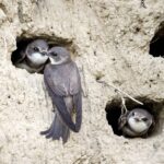 Three banks swallows at nest cavities in riverbank