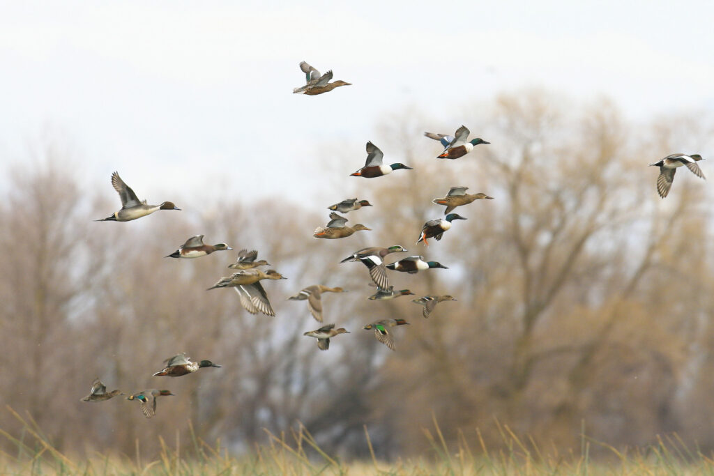 Flock of ducks, various species, flying, with bushes in the background