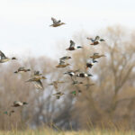 Flock of ducks, various species, flying, with bushes in the background