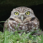 a burrowing owl peaking out of a burrow in a field of grass