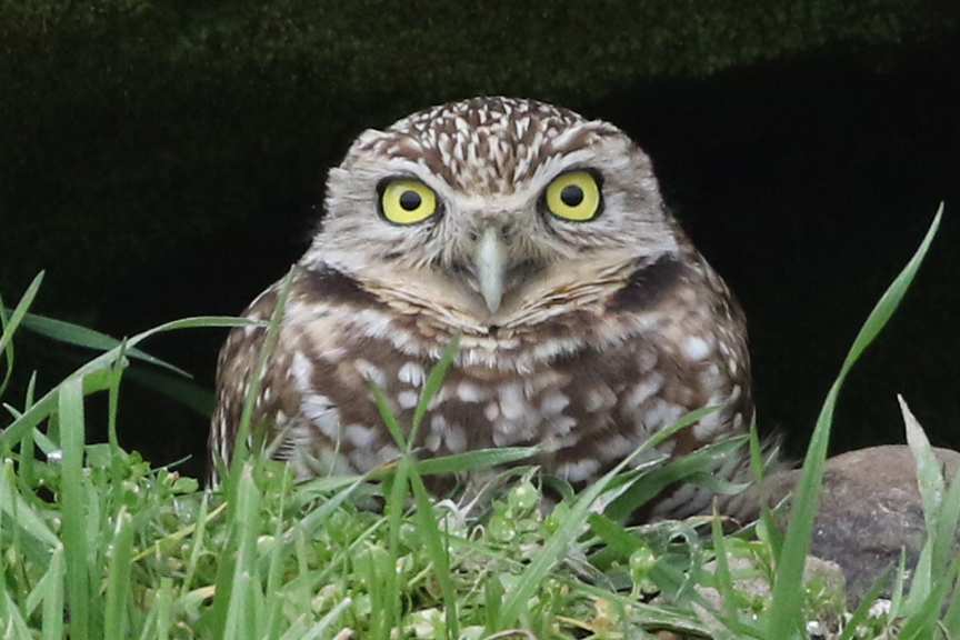 a burrowing owl peaking out of a burrow in a field of grass