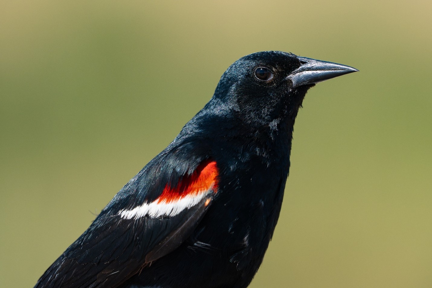 close-up of a black bird with white and red wing bars