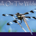 A big dragonfly perches on a twig with blue sky in the background and the text "Walk On The Wildside" written above.