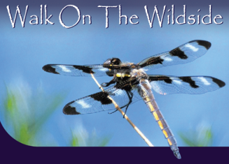 CVJV Connects With Sacramento-Area Community at 2026 Walk On The Wildside Event