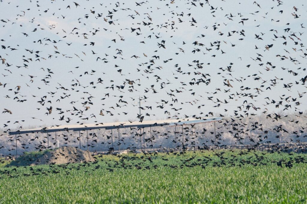 huge flock of tricolored blackbirds in an agricultural field