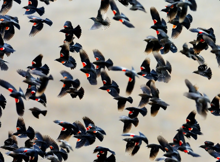 Tracking Tricolored Blackbirds: New Technology Reveals Clues for Conservation